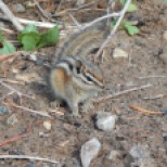 First ground squirrels of the trip